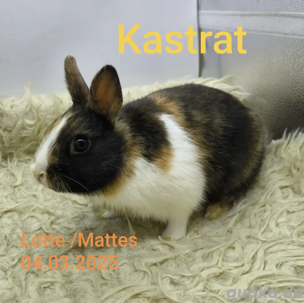 Junge Zwergkaninchen 