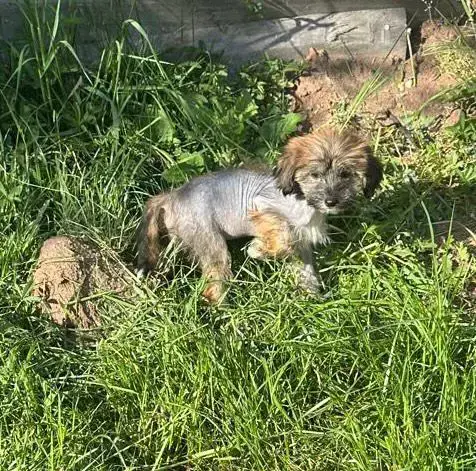 Süße Chinese Crested Welpies suchen ihr Traum zuhause