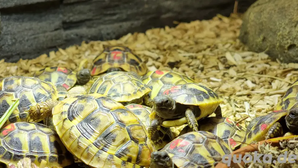 Griechische Landschildkröte NZ von 2022 und 2024 Griechische Landschildkröte NZ von 2022 und 2024