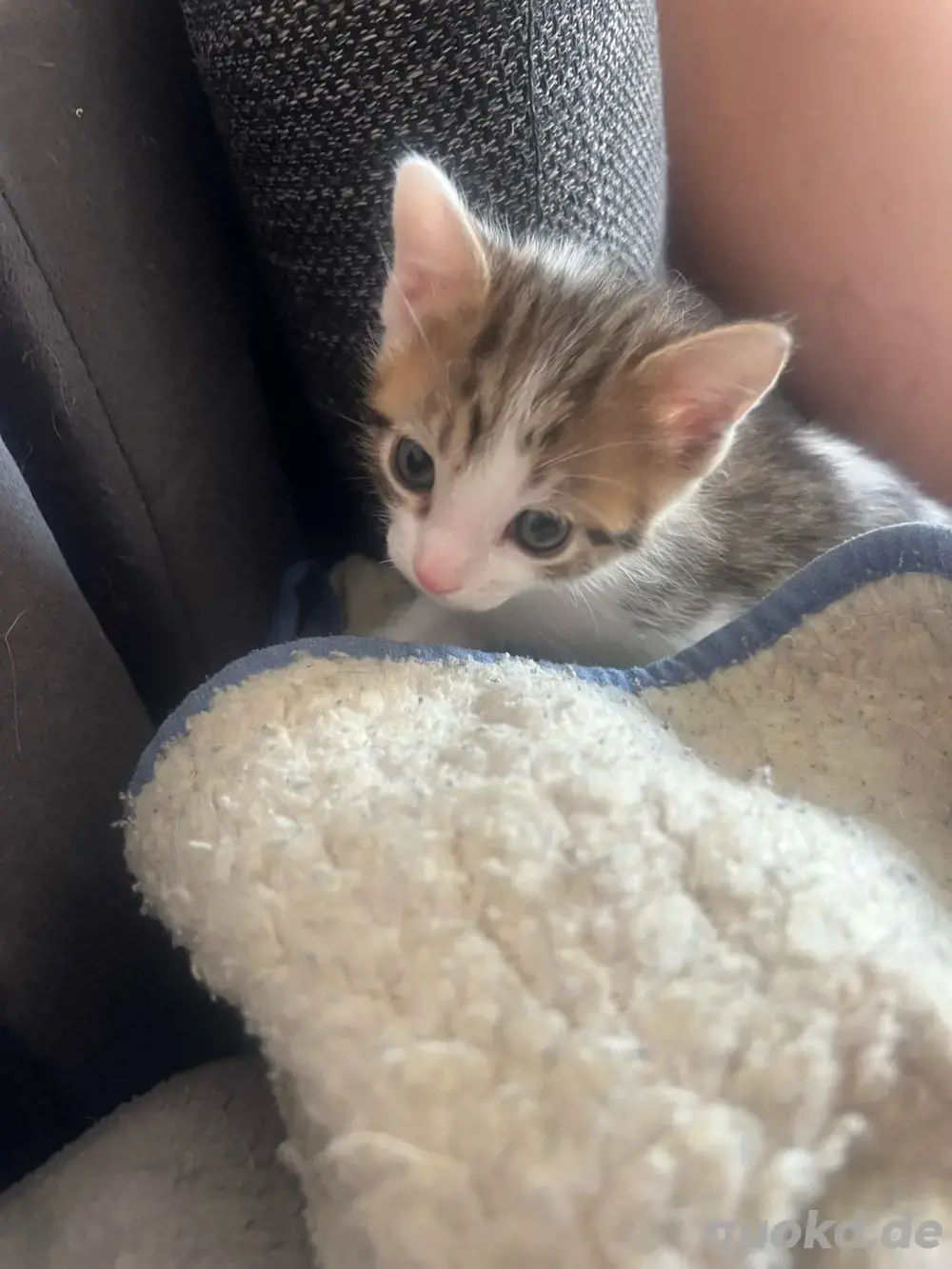 katzen suchen neue zuhause katzen suchen neue zuhause