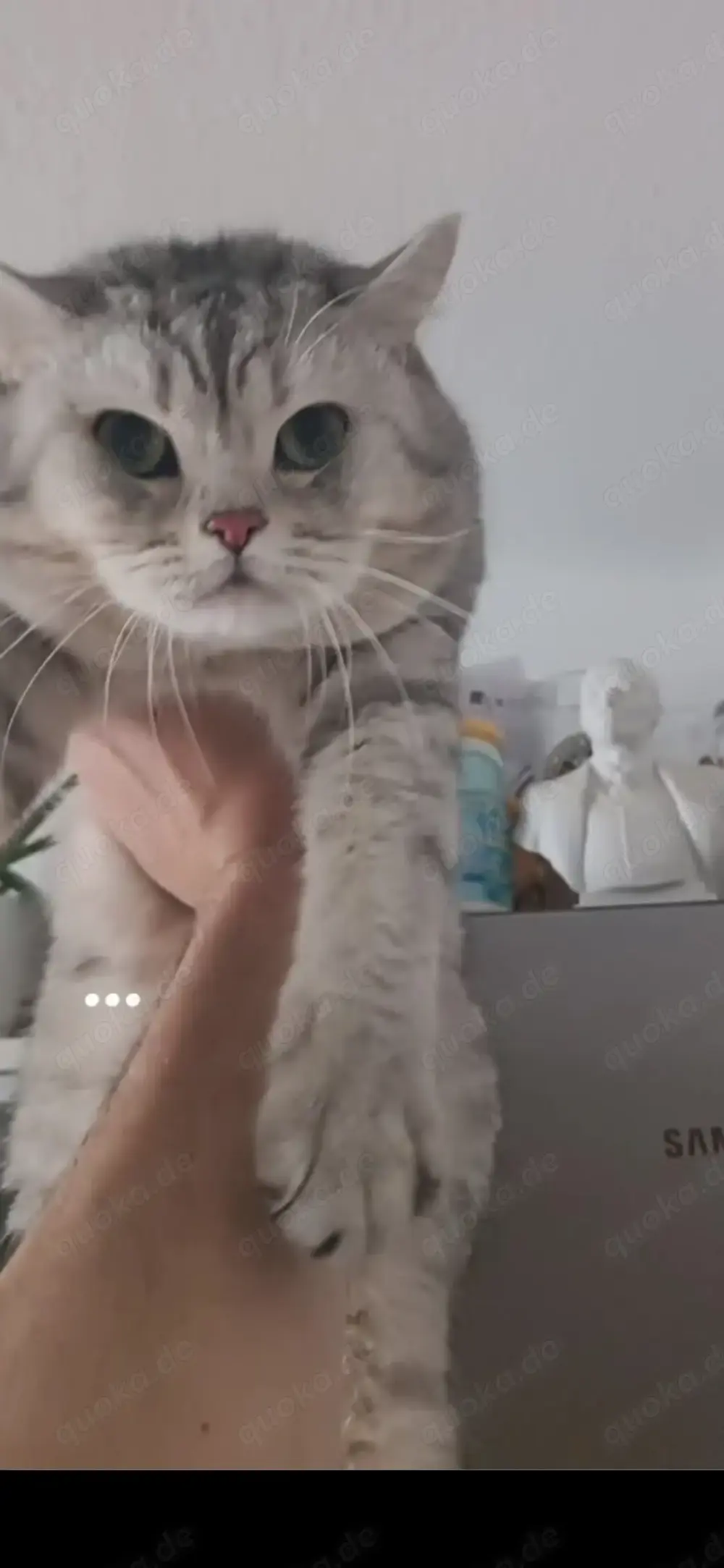 Bkh kitten 6 kitten Bkh kitten 6 kitten
