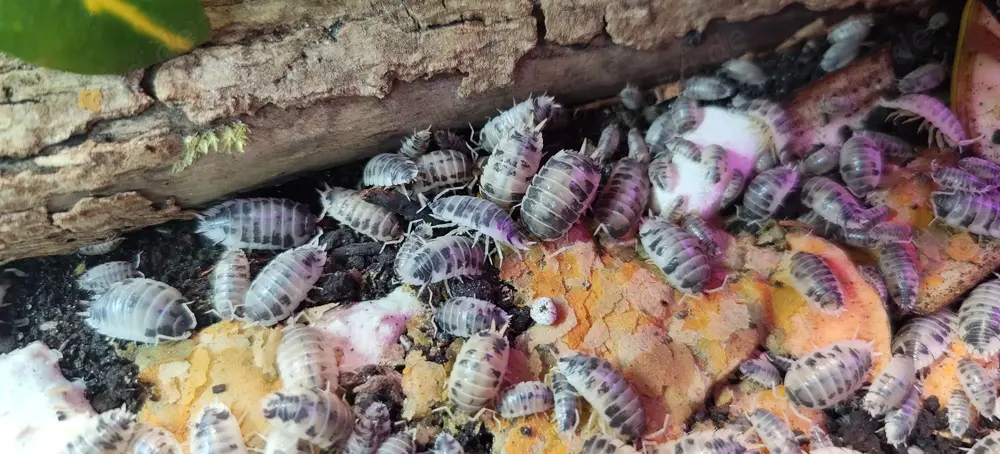 Asseln, Porcellio laevis, Panda Asseln, Porcellio laevis, Panda