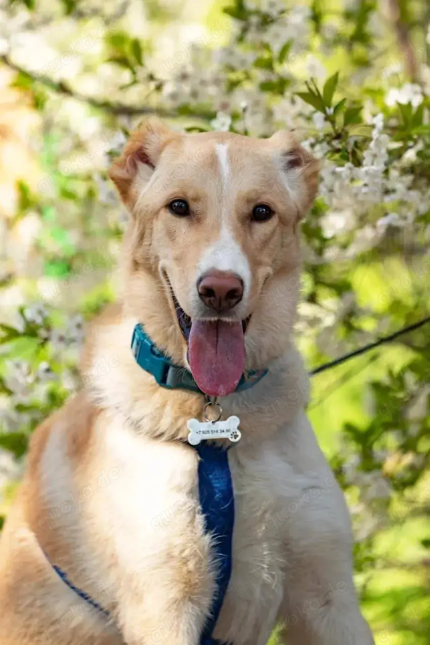 Schöner Altaj sucht liebevolles Zuhause