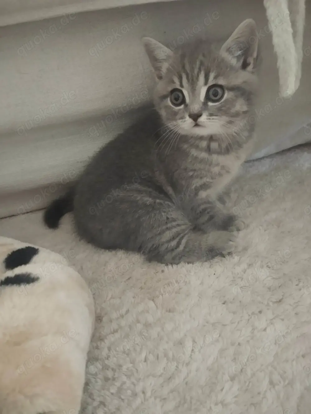 Bkh kitten blue tabby Bkh kitten blue tabby
