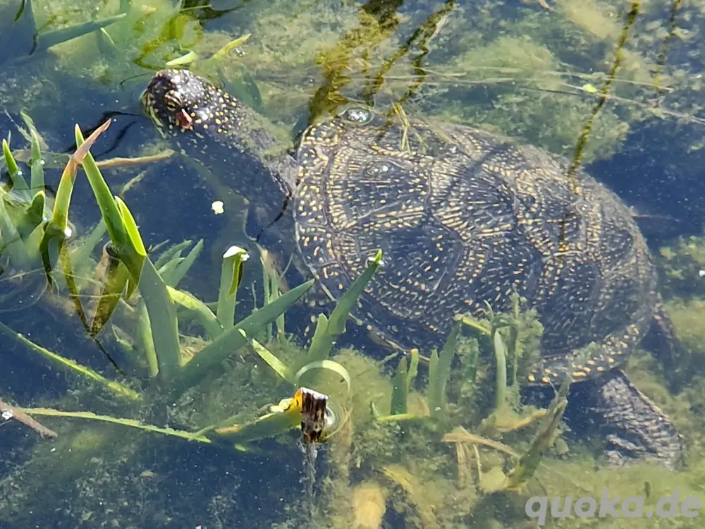 Emys orbicularis Europäische Sumpfschildkröte NZ 23
