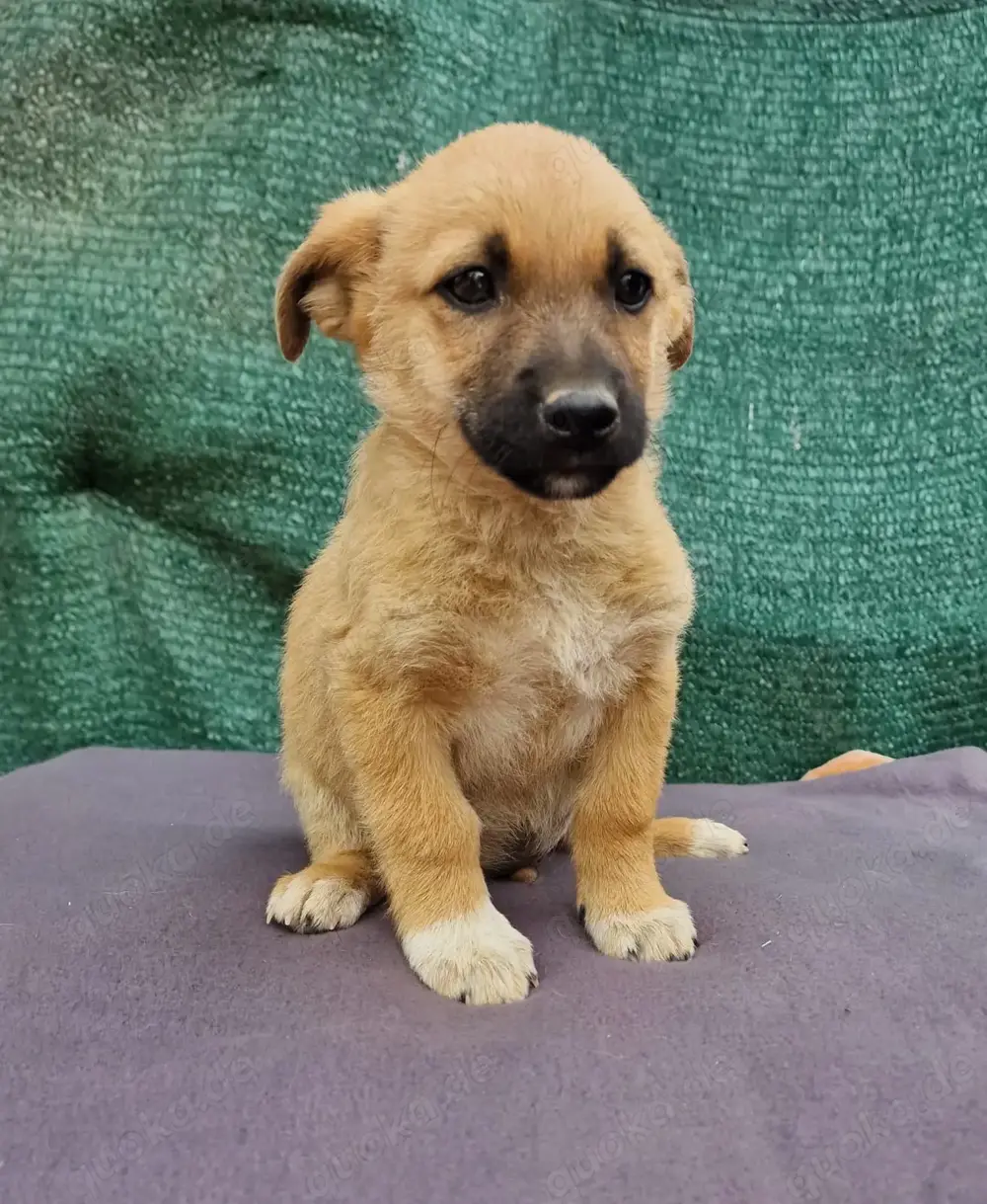 Alex sucht Hundeeltern Alex sucht Hundeeltern