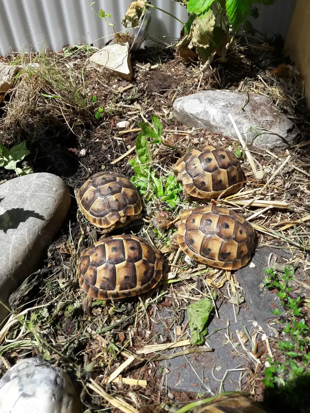 2 Junge Maurische Landschildkröten (Testudo Graeca)
