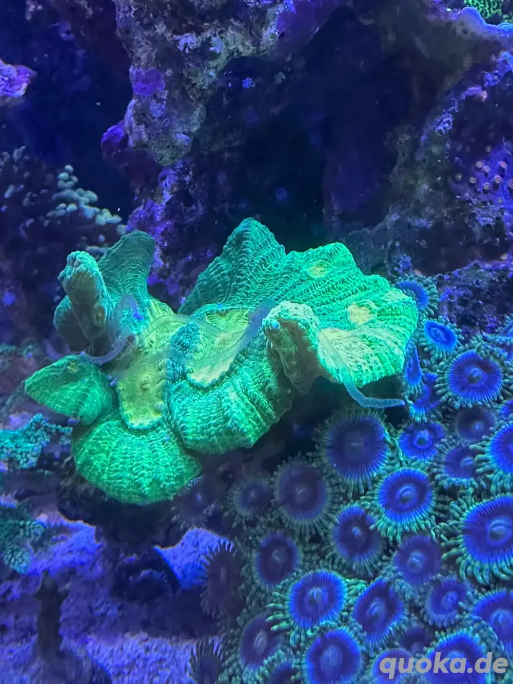 Pectinia space invader koralle lps 