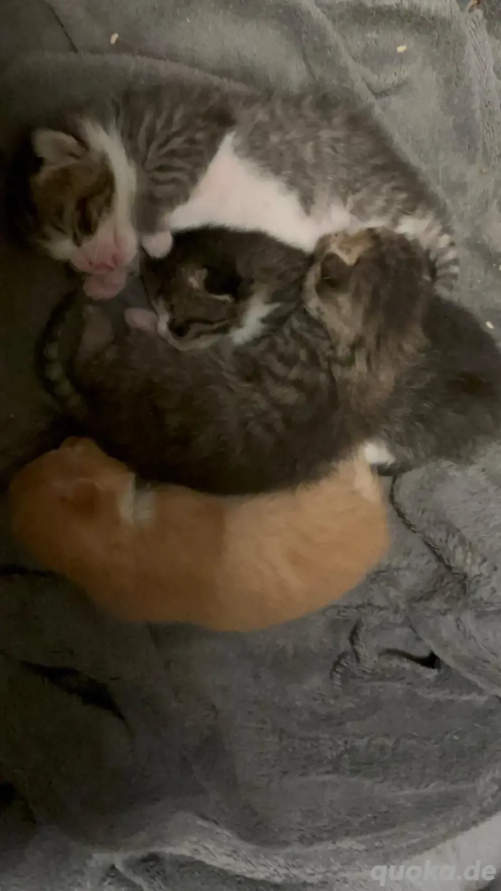 Kitten Baby Katzen Welpen Katze