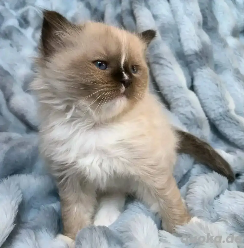 Ragdoll-Kätzchen verfügbar WhatsApp (15510055069)