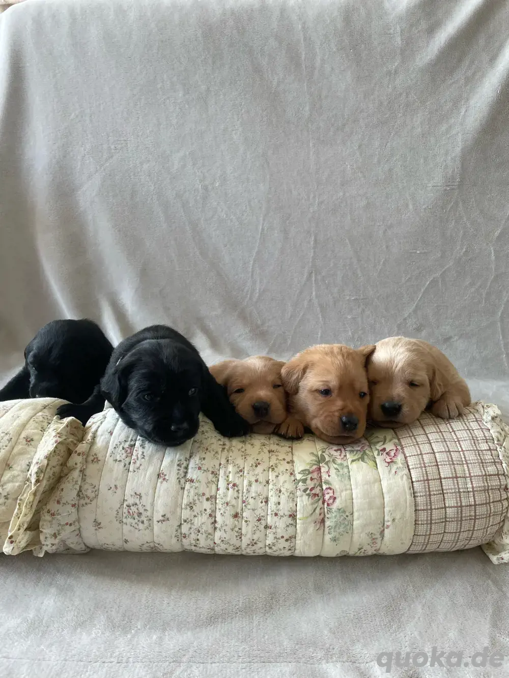Labradorwelpen mit Familienanschluss aus liebevoller Hobbyzucht auf dem Bauernhof Premium Aufzucht