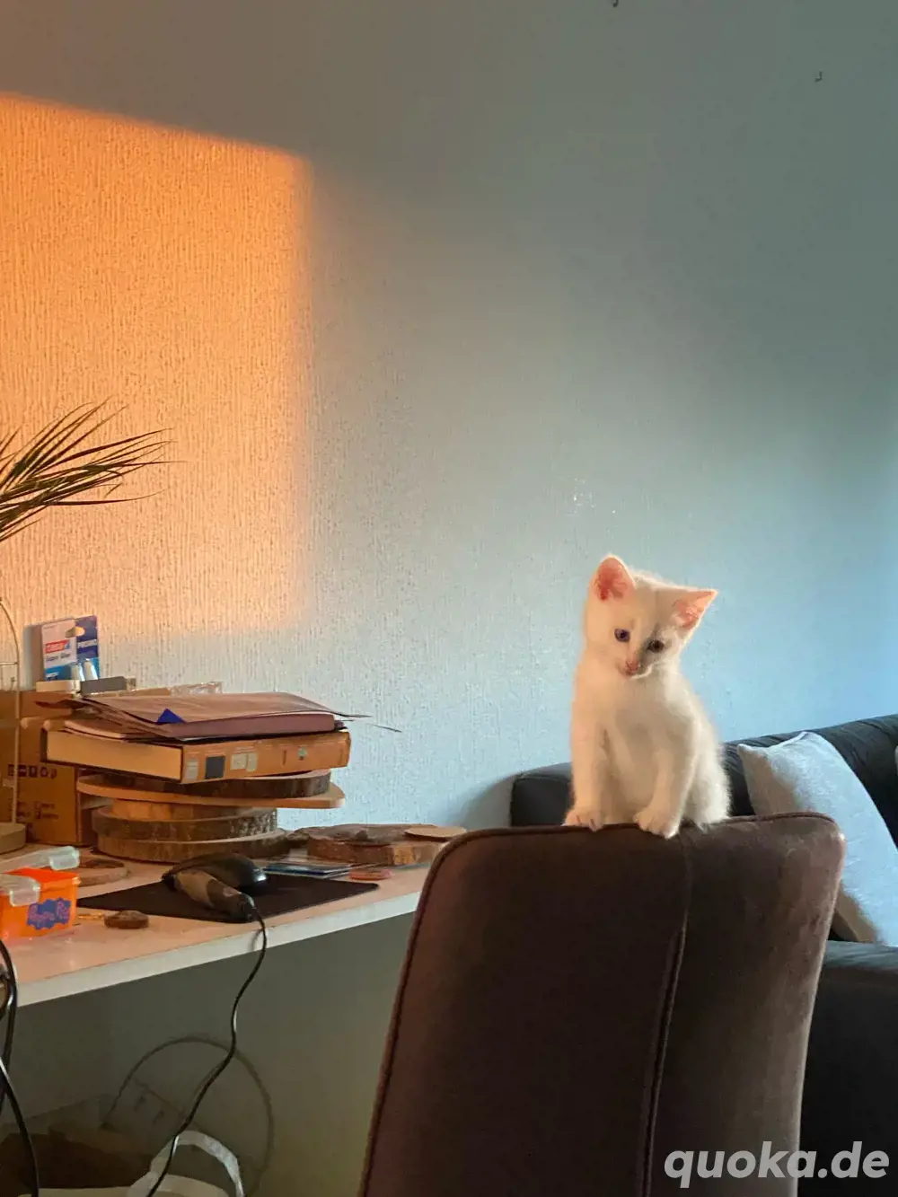 türkische angora kitten 