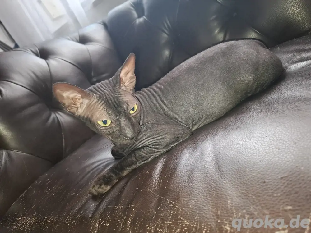Wurfankündigung Sphinx 