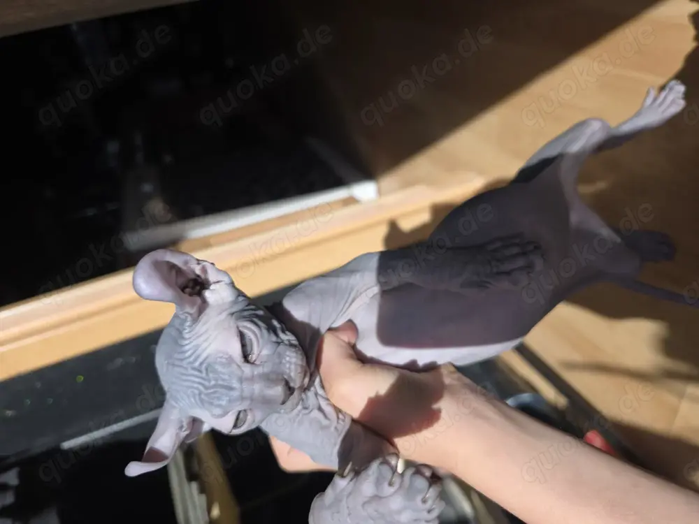 Sphynx baby dunkel Farbe ein Junge Sphynx baby dunkel Farbe ein Junge