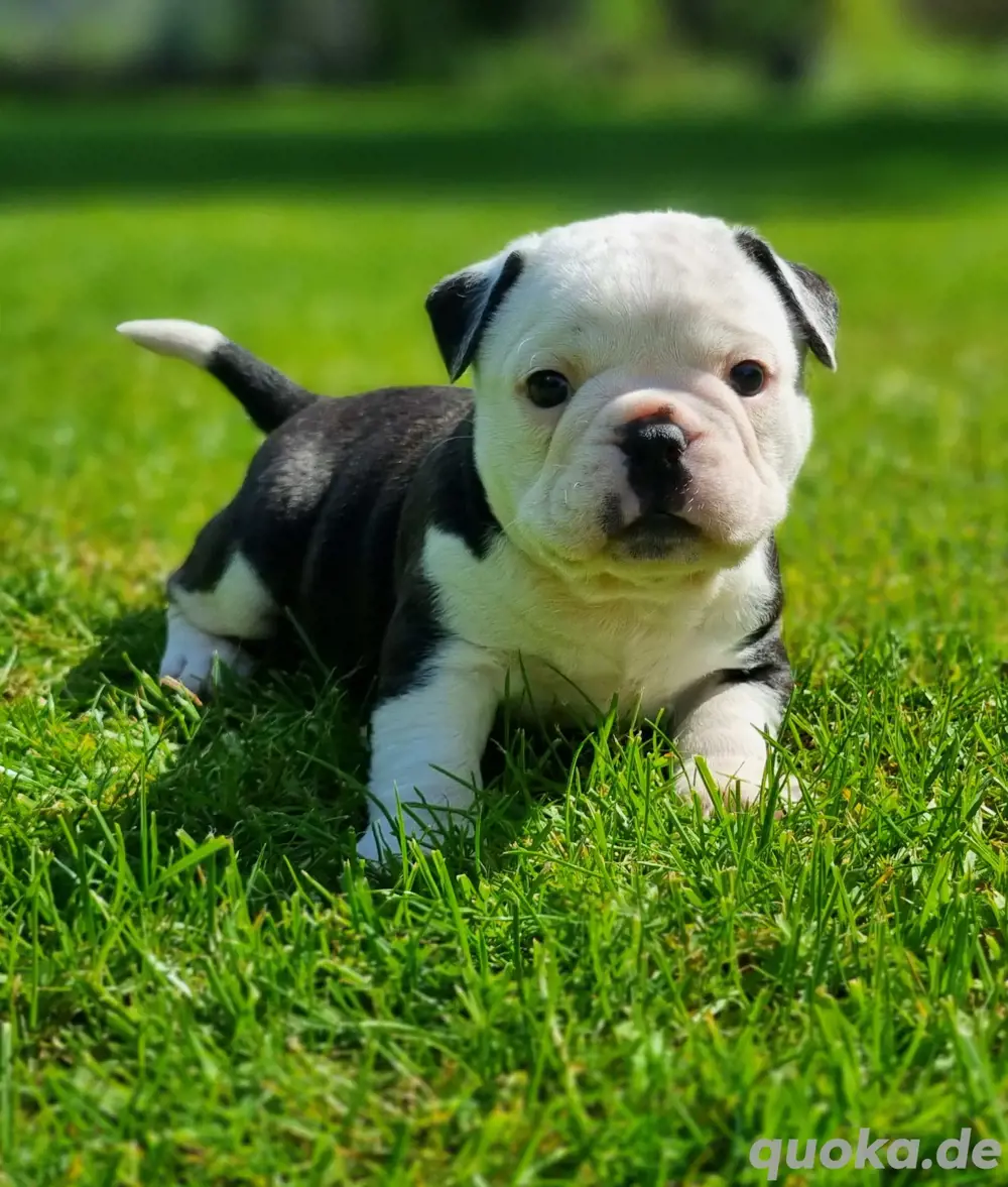 Ab sofort besuch und reservierbar New English Bulldog 
