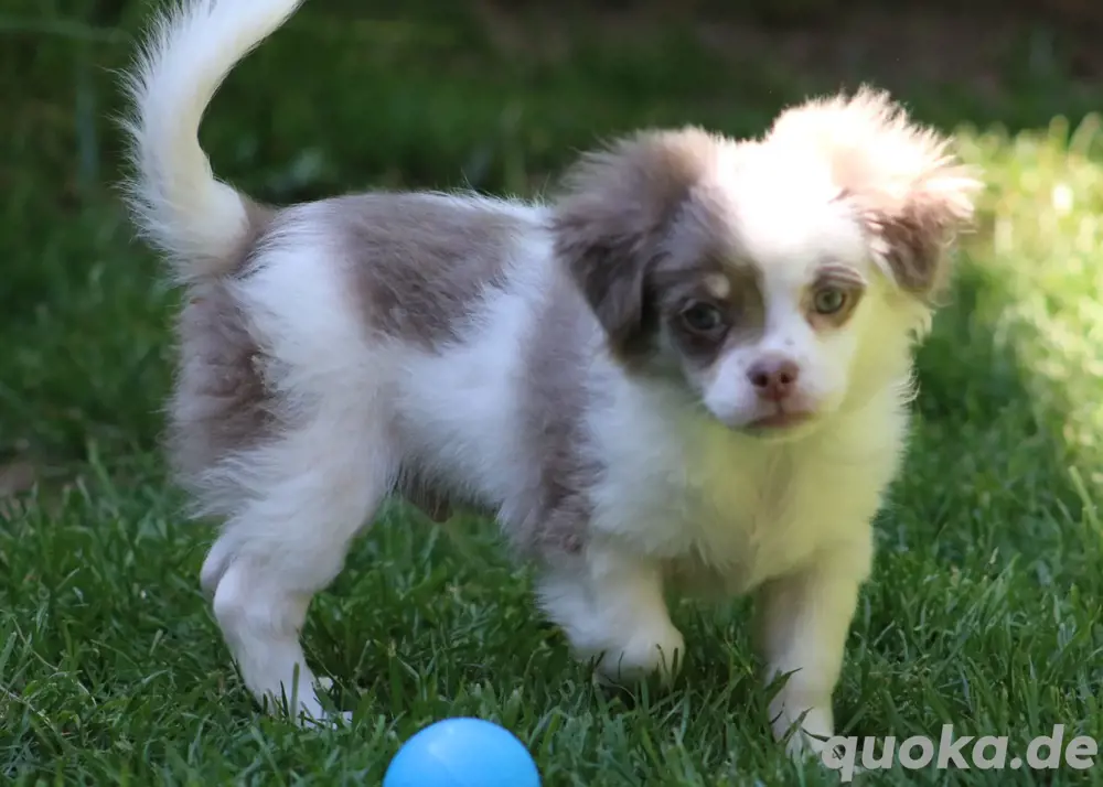 Chihuahua Langhaar Welpen  Rüde
