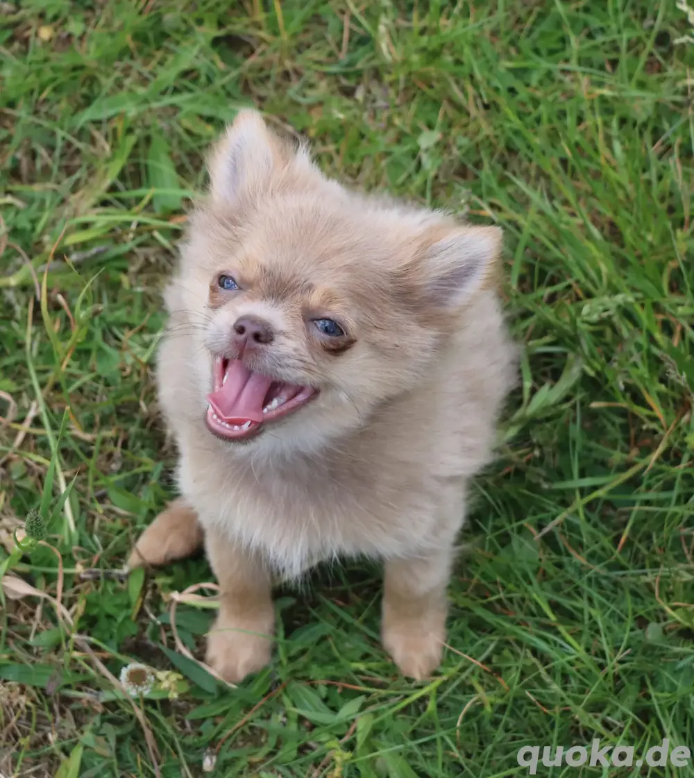 Chihuahua Mix  Rüde lilac fawn