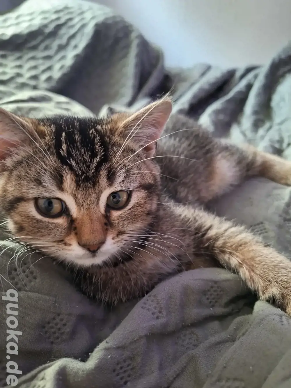 Reinrassige Britisch Kurzhaar Katzenbabys BKH