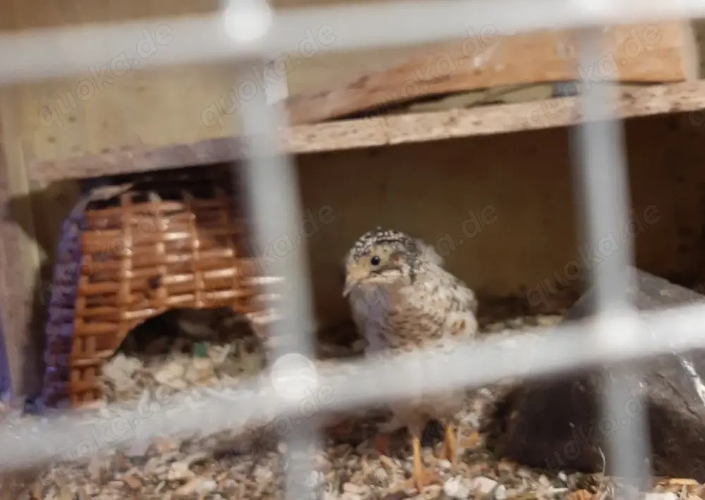 Hübsche chinesische Zwergwachteln