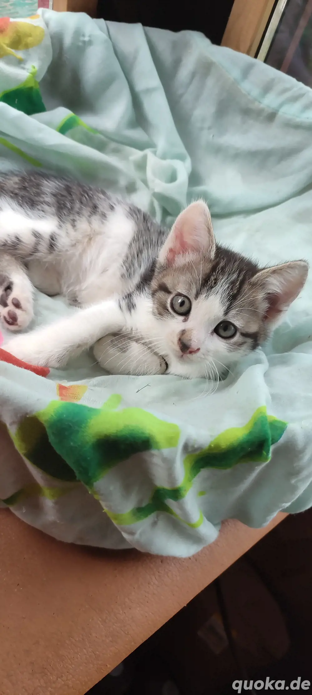 Edelmix Kitten Katzenbabys Heilige Birma & EKH Edelmix Kitten Katzenbabys Heilige Birma & EKH