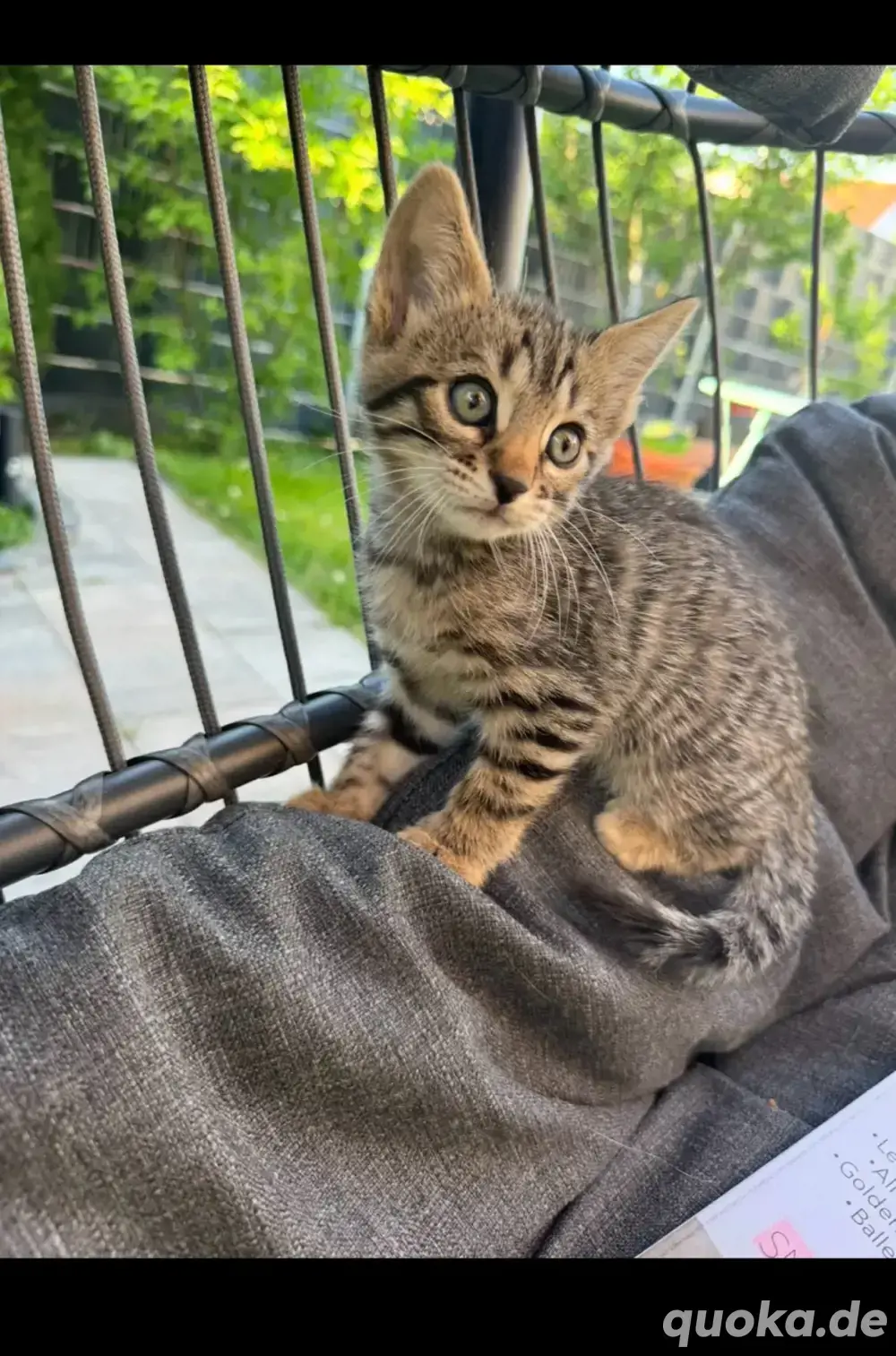 Kitten ein Mädchen und ein Junge Kitten ein Mädchen und ein Junge