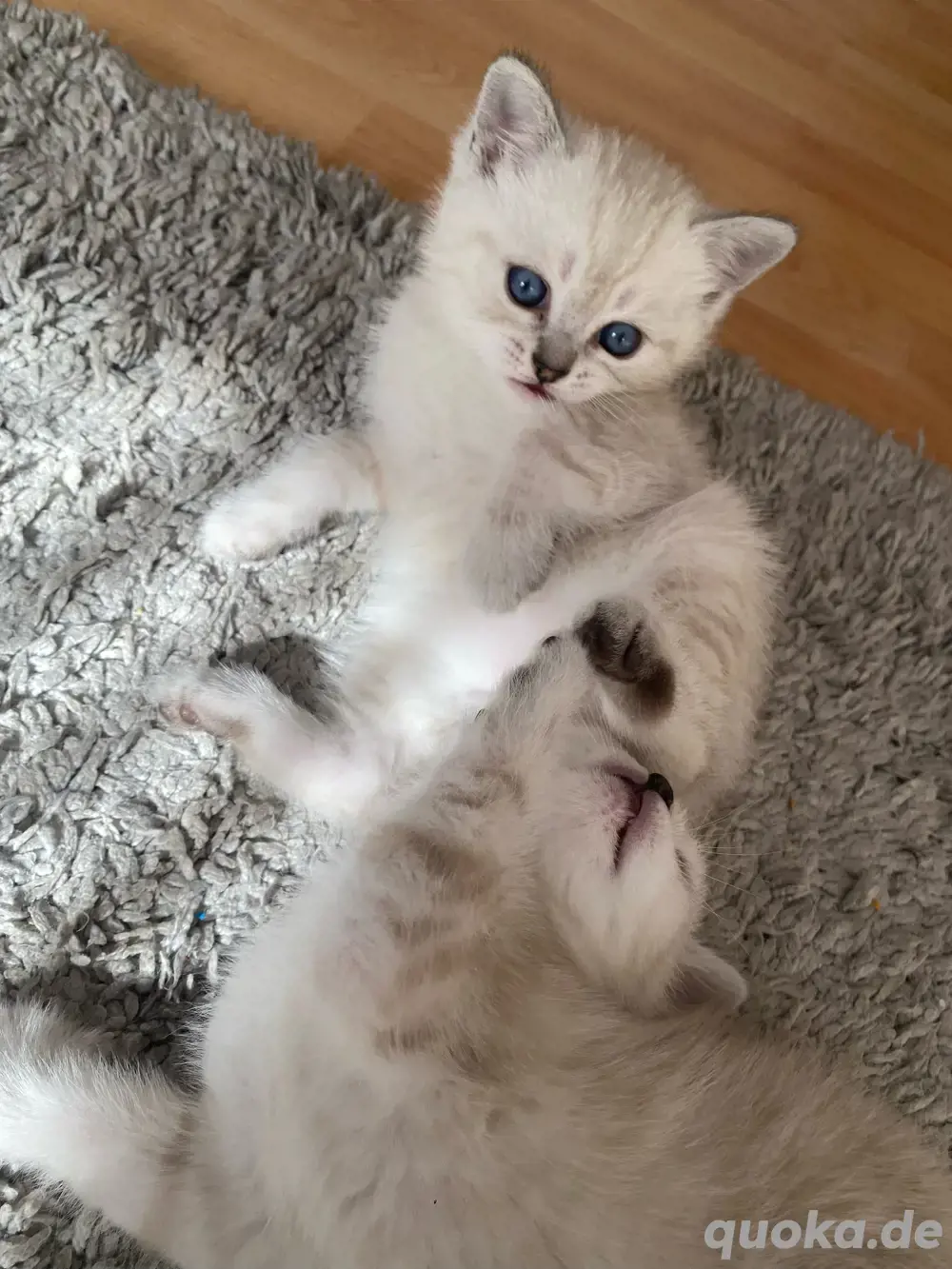 britisch kurzhaar kitten britisch kurzhaar kitten