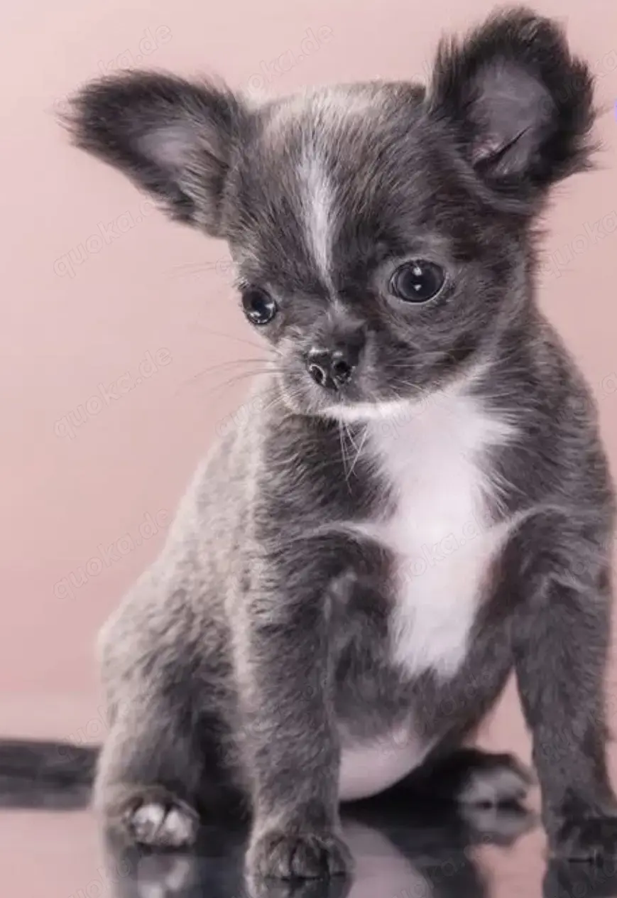 Chihuahuas reinrassig Mai2025 Rüde+ Weibchen Chihuahuas reinrassig Mai2025 Rüde+ Weibchen