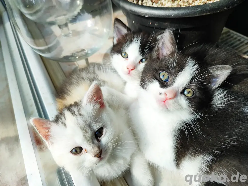 BKH Mix Kitten BKH Mix Kitten