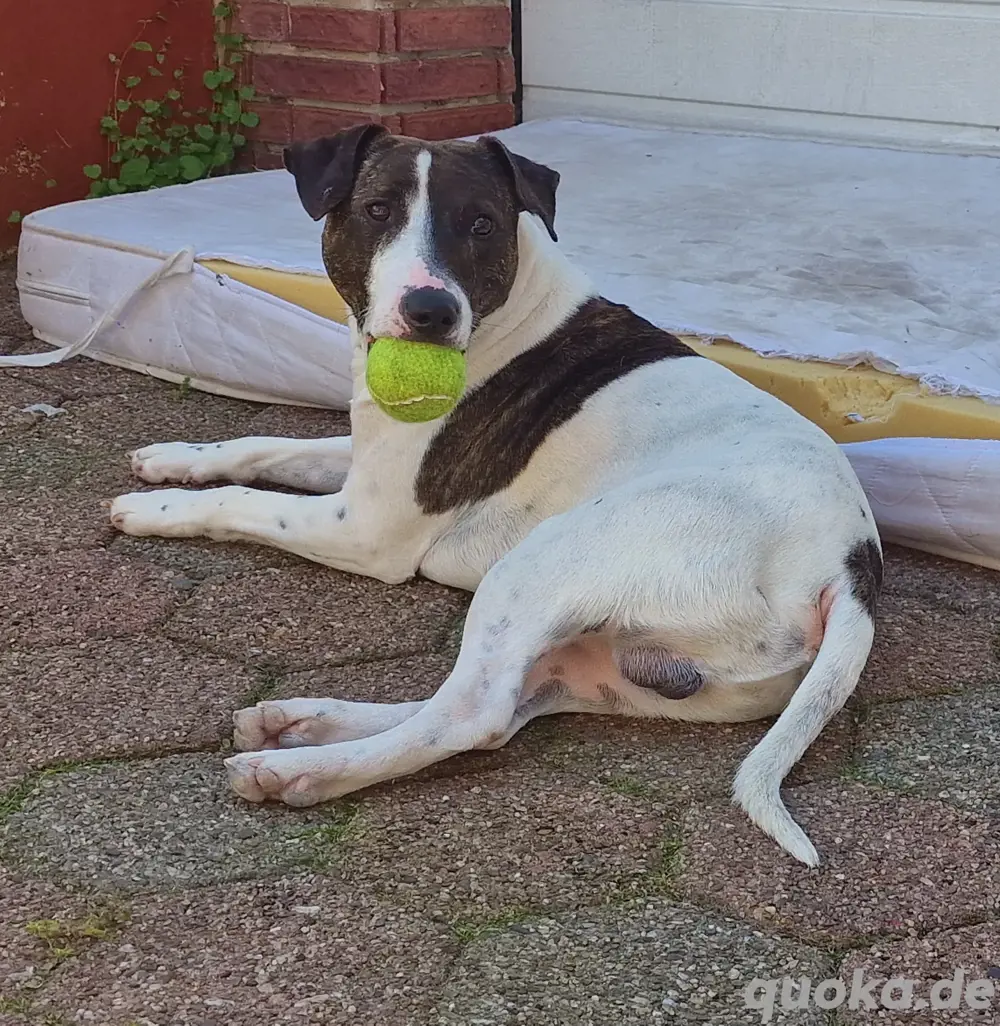 Kuschelbär sucht Einzelplatz