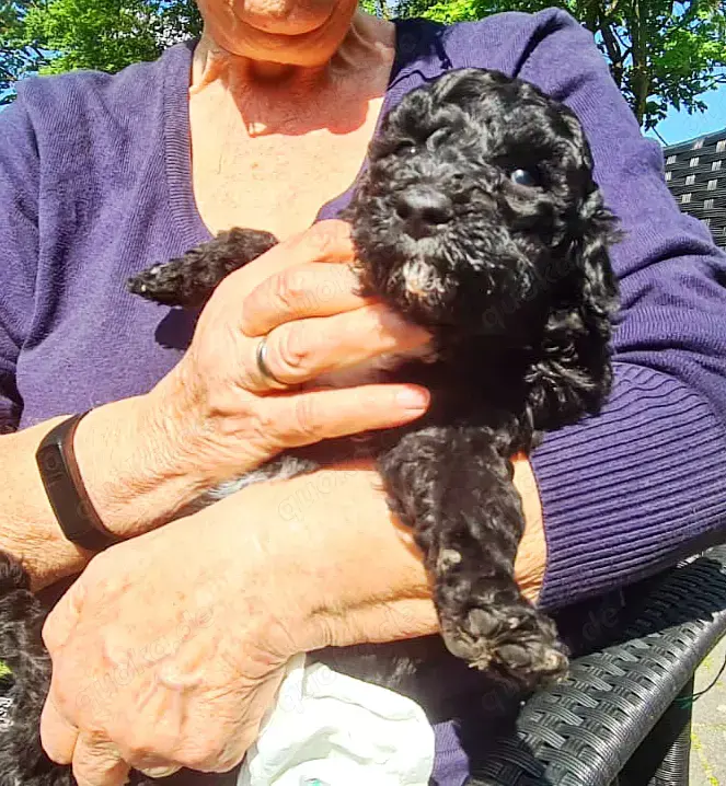 3 Pudelwelpen dürfen bald umziehen.. in Anklam Hunde kostenlose