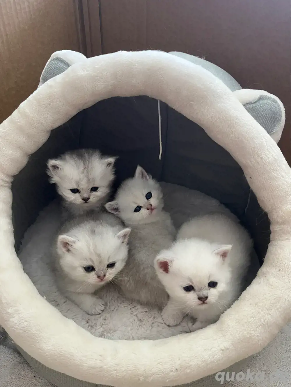 Wundeschöne Kitten Wundeschöne Kitten