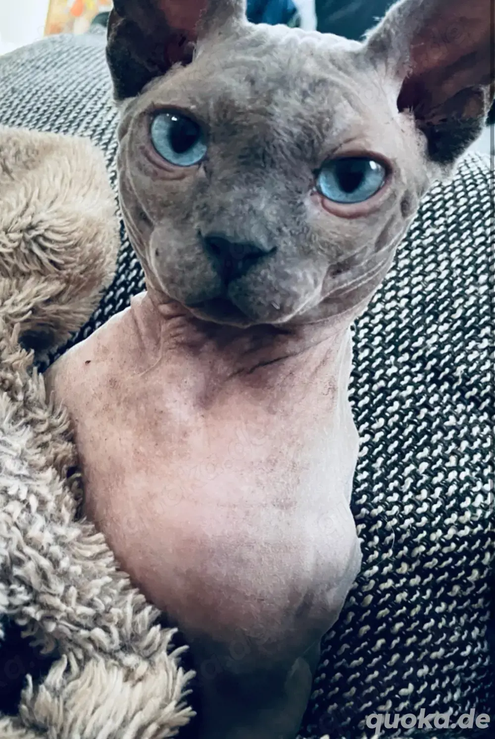 Kater zu verkaufen Kater zu verkaufen