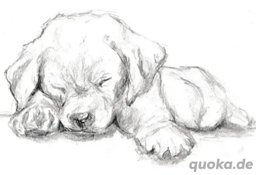 Wurfankündigung Reinrassige Labradorwelpen 