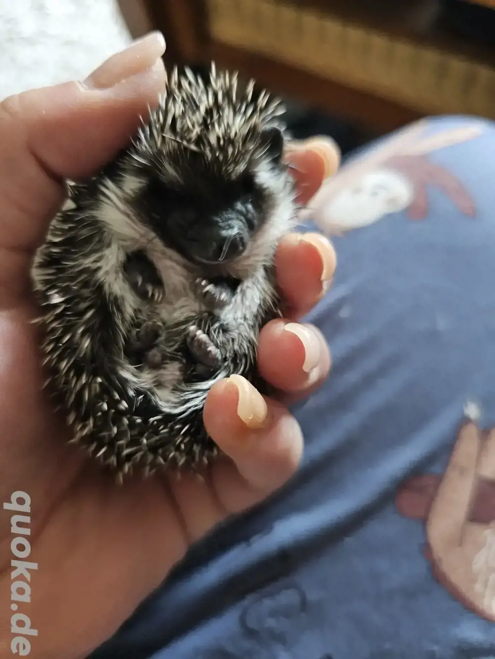 Weißbauchigel Nachwuchs 