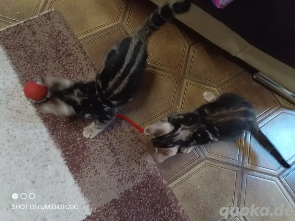 Schicke Bengal Kitten