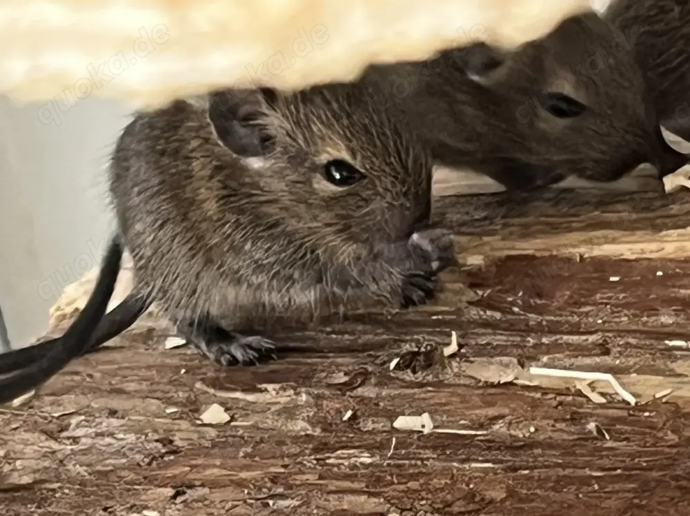 Degu Babys abzugeben weiblich männlich braun agouti Degus Gruppe