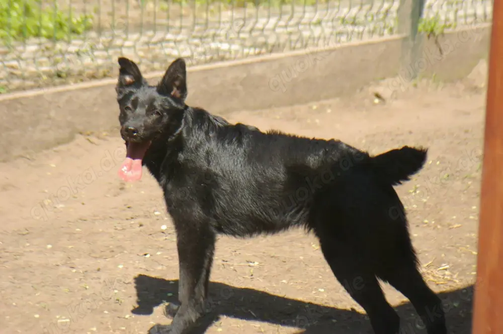 Malvin sucht ein Zuhause