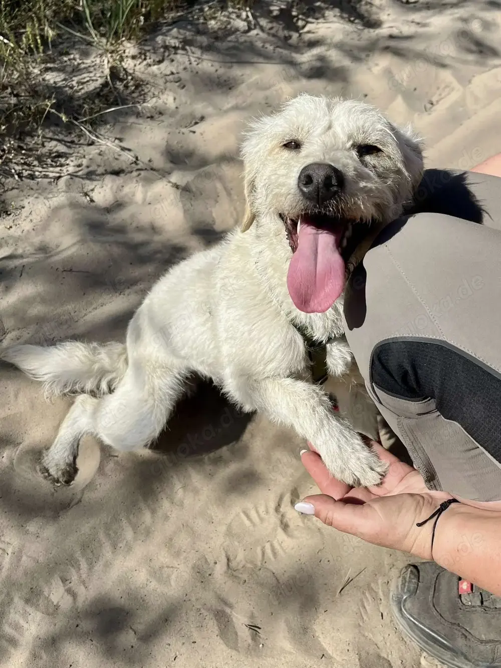 Bonnie sucht ein Zuhause