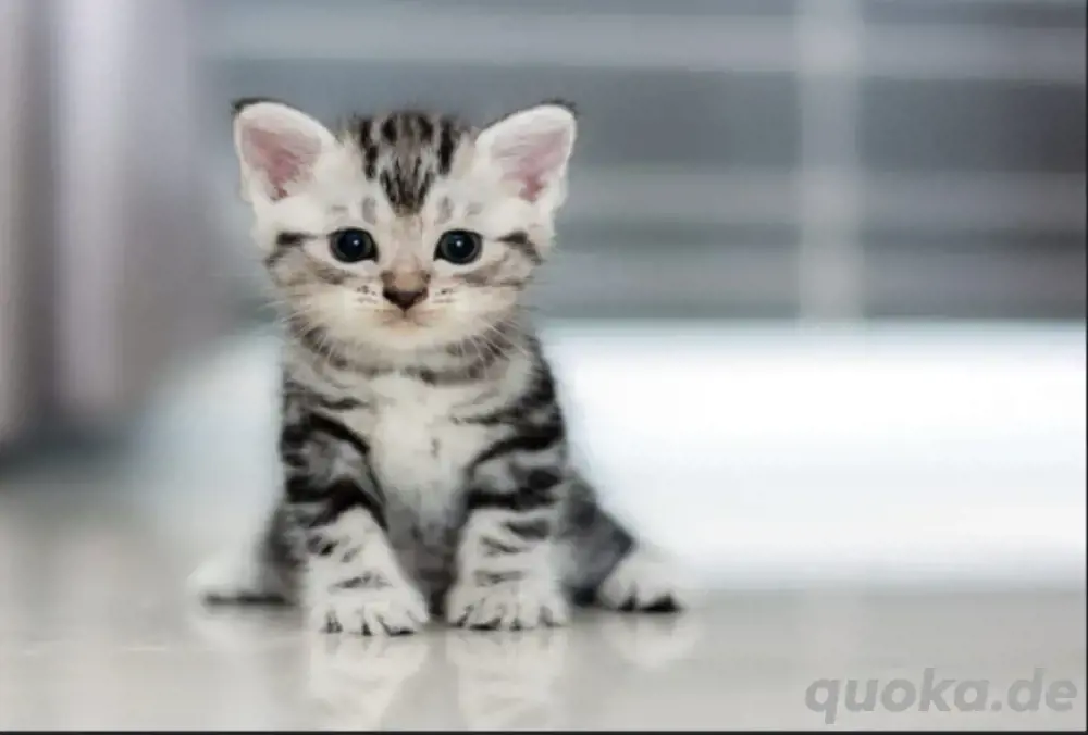 Suche Babykatze liebevolles Zuhause wartet Suche Babykatze liebevolles Zuhause wartet