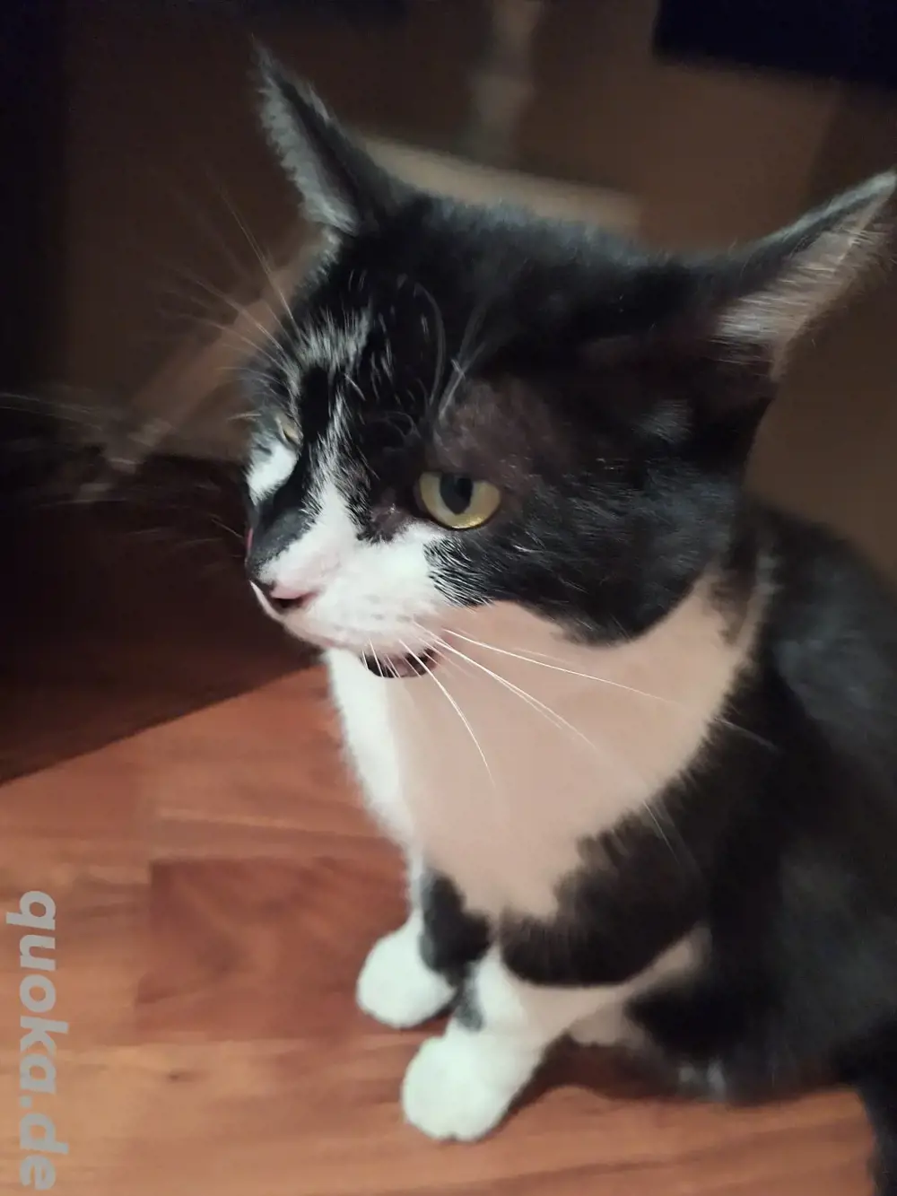 Katzensitting 68794