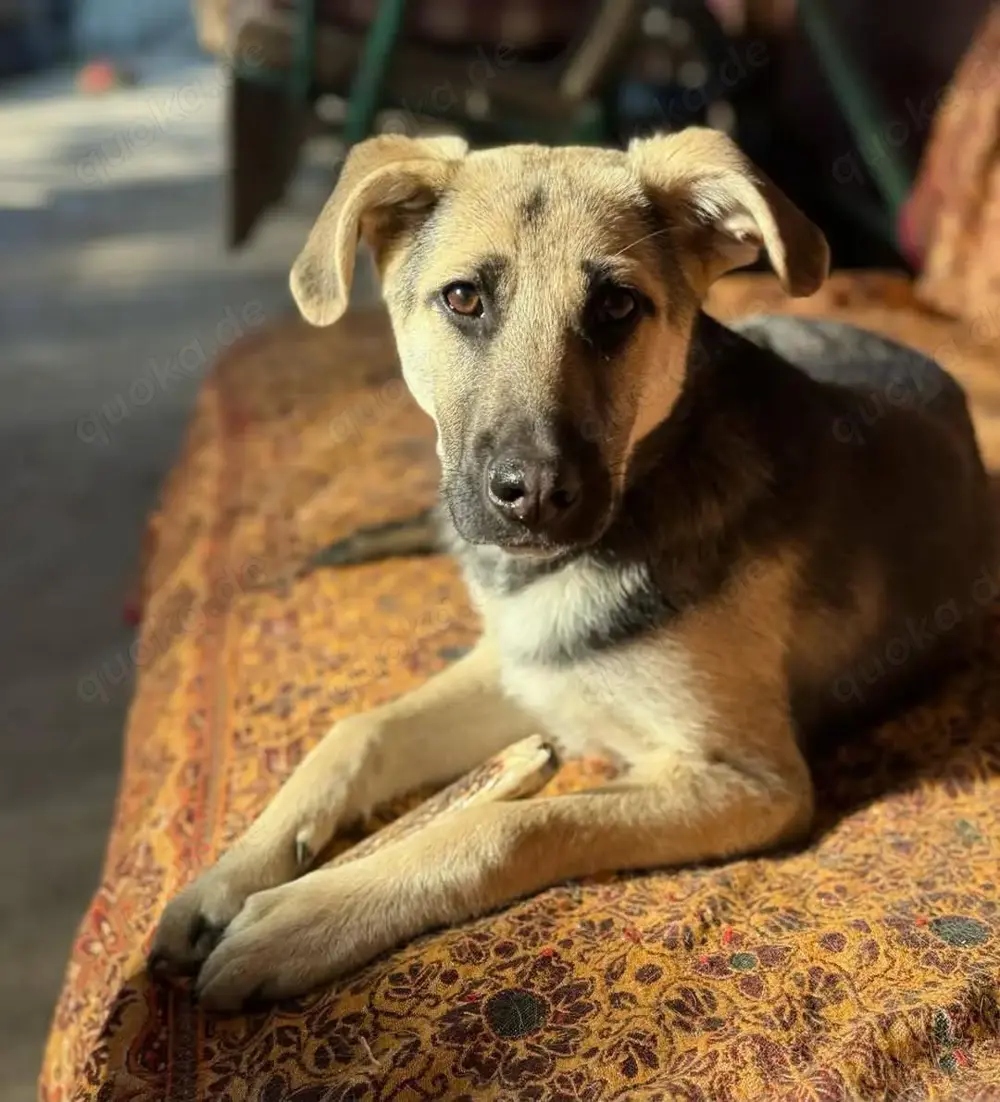 Charlotte braucht Menschen die sich um sie kümmern 