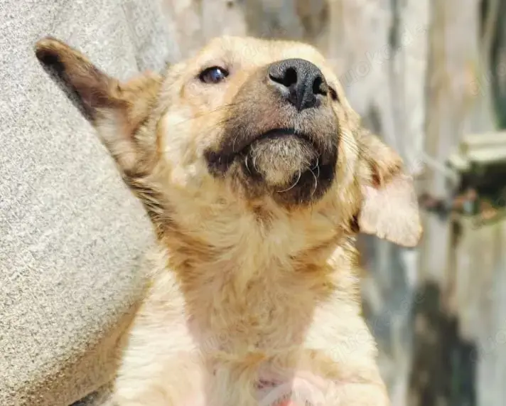 Antonia braucht ein liebevolles Zuhause