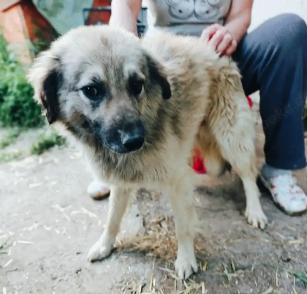 Bennet sucht ein liebevolles Zuhause