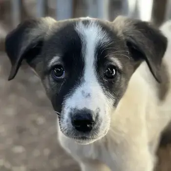 Heiner, geb. ca. 02 2025, lebt in GRIECHENLAND, auf einer privaten Pflegestelle 