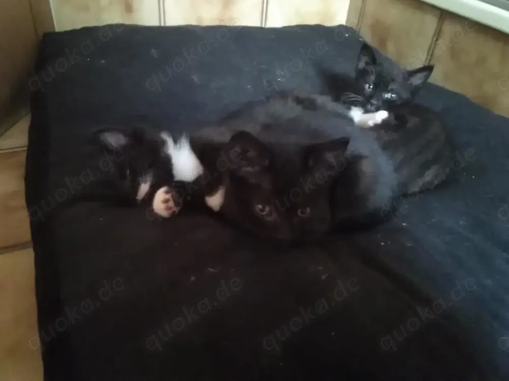 BKH Mix 2 Kitten BKH Mix 2 Kitten