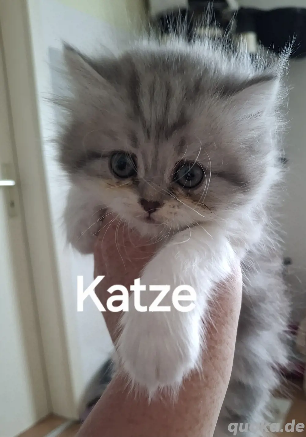 2 zuckersüße Bkh-Perser Kitten 2 zuckersüße Bkh-Perser Kitten
