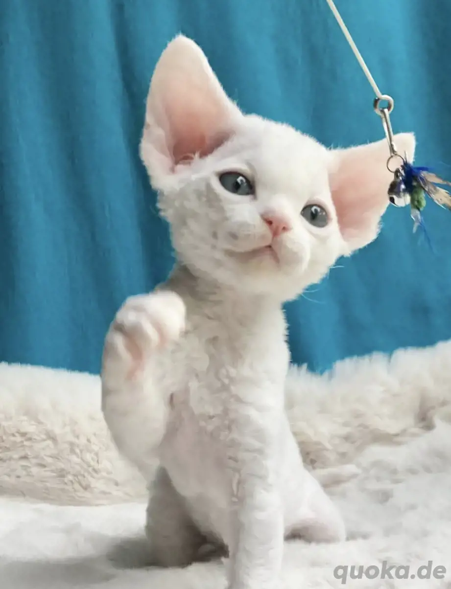 Rasse: Devon Rex Kätzchen zu verkaufen Rasse: Devon Rex Kätzchen zu verkaufen
