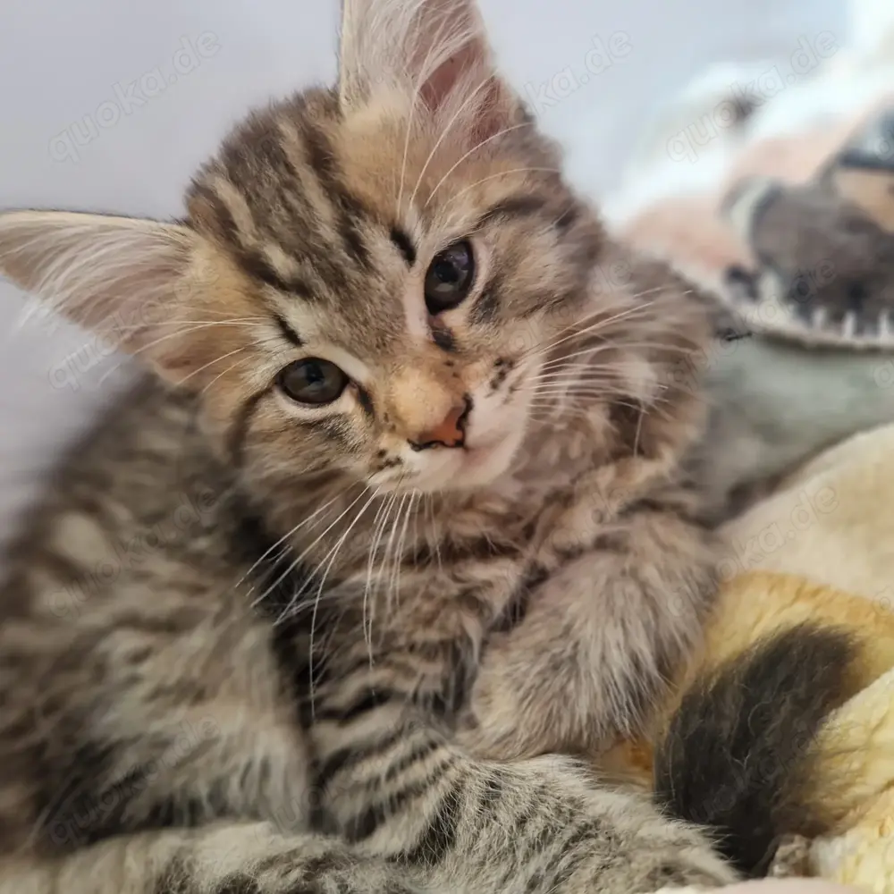 Hübsche Main Coon Mädels Hübsche Main Coon Mädels