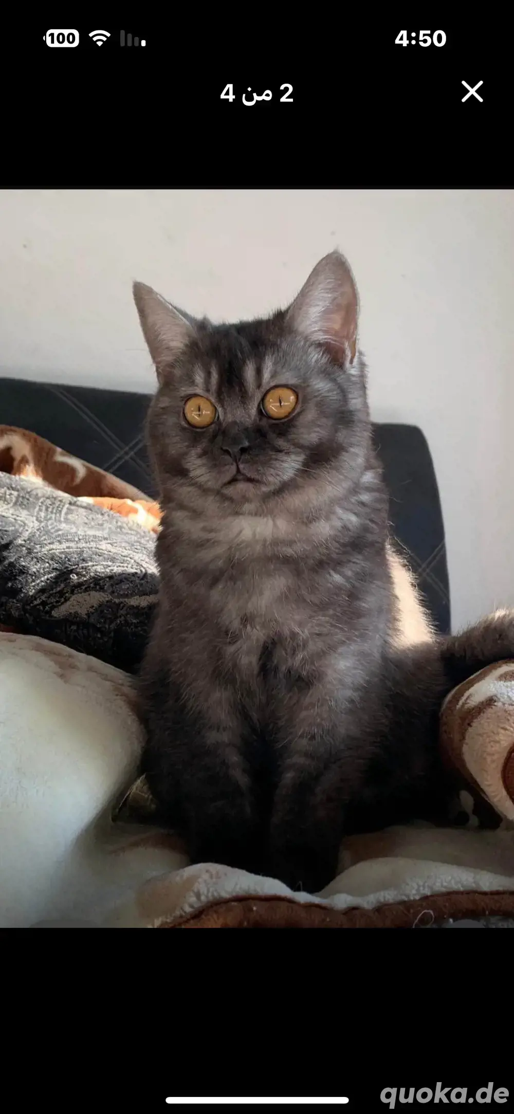 Britische Katze Britische Katze