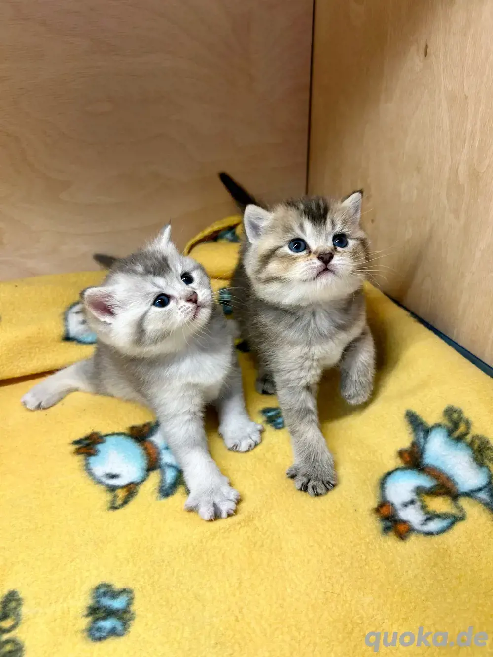 Reinrassige BKH-Kitten (Britisch Kurzhaar)